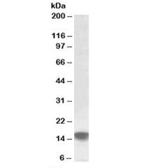 Western blot testing of human kidney lysate with SRXN1 antibody at 0.5ug/ml. Predicted molecular wei
