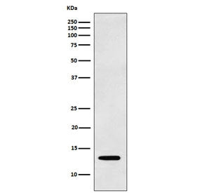 Galectin 1 Antibody / LGALS1