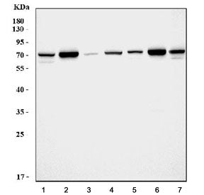 SDHA Antibody