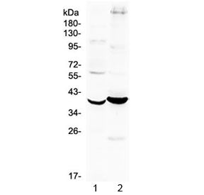FST Antibody / Follistatin