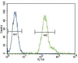 CEBPA antibody flow cytometric analysis of HeLa cells (green) compared to a negative control (blue).