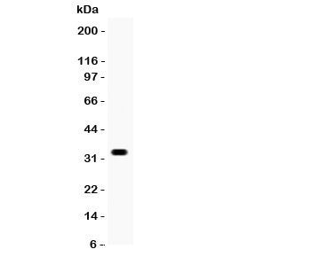 Otx2 Antibody