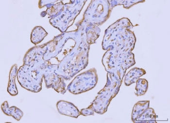 IHC staining of FFPE human placental tissue with FLOT2 antibody. HIER: boil tissue sections in pH8 E