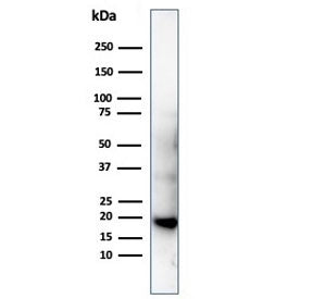 His Tag Antibody / Histidine