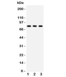 ATG7 Antibody / APG7