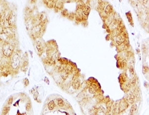 IHC testing of FFPE human kidney with EDG3 antibody at 2ug/ml. HIER: steamed with pH6 citrate buffer