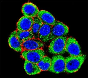 PML Antibody
