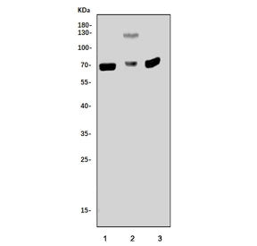 p21-activated kinase 1 Antibody / PAK1