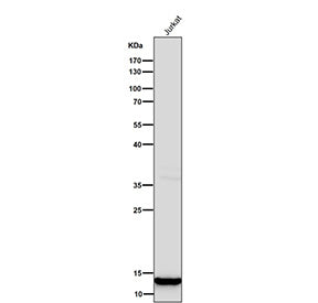 Western blot testing of human Jurkat cell lysate using the Histone H4 (mono methyl K20) antibody at 