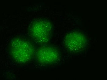BRD4 Antibody