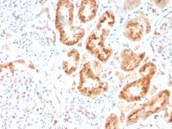 IHC staining of FFPE human kidney with RBP4 antibody. HIER: boil tissue sections in pH 9 10mM Tris w