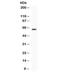 TCF7L1 Antibody