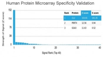 Clusterin Antibody / Apolipoprotein J / APO-J