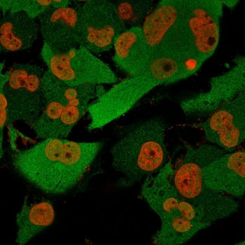 PGP9.5 / UchL1 Antibody