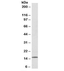 CCL21 Antibody
