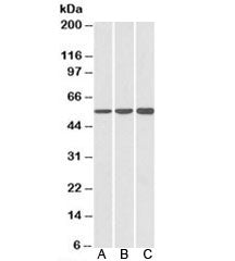 HMGCS1 Antibody