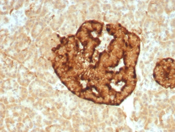 IHC staining of FFPE human pancreas tissue with CGA antibody (clone CHGA/8929R). HIER: boil tissue s