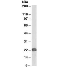 DJ-1 Antibody [Biotin Conjugate]