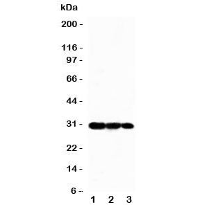 TRAF3 Antibody