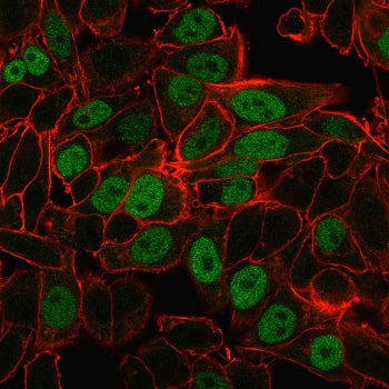 Geminin Antibody / GMNN