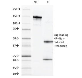 MUC1 Antibody / Mucin-1