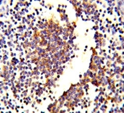 C7 Antibody