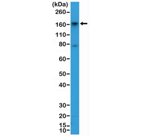 CD13 Antibody