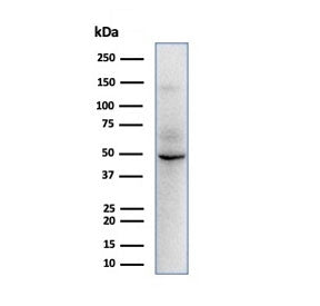 Western blot testing of human HepG2 cell lysate with SOX9 antibody. Predicted molecular weight: 56-6