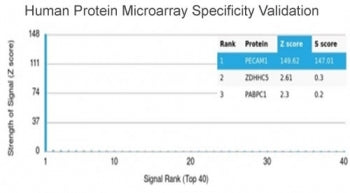 CD31 Antibody / PECAM-1