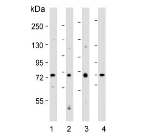 Western blot testing of human 1) K562, 2) MDA-MB-453, 3) PC-3 and 4) kidney lysate with Dishevelled 