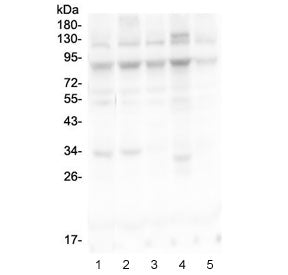 MLH1 Antibody