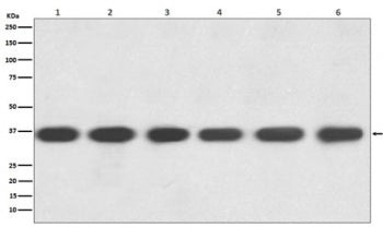 GAPDH Antibody