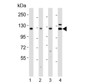 Western blot testing of 1) human RD, 2) human HeLa, 3) rat liver and 4) human testis lysate with VCL
