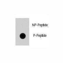 Phospho-Cdc25A Antibody (pS79)