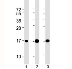 LC3A Antibody