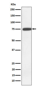 Western blot analysis of GNE expression in K562 cell lysate using GNE antibody. Predicted molecular 