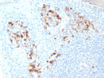 Syndecan-1 Antibody / CD138