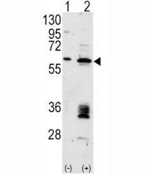 Western blot analysis of anti-MDM2 antibody and 293 cell lysate (2 ug/lane) either nontransfected (L