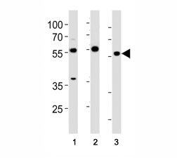 HDAC antibody western blot analysis in (1) HeLa cell line and (2) mouse testis, (3) rat testis tissu