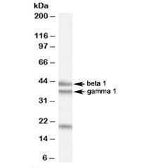 GABPB2 Antibody