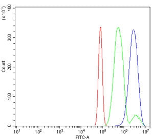 MEK2 Antibody / MAP2K2