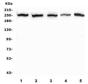 Western blot testing of human 1) K562, 2) Caco-2, 3) SW620, 4) A549 and 5) HepG2 lysate. Expected mo