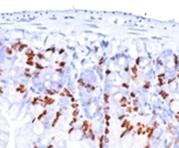 Bromodeoxyuridine / BrdU Antibody Cocktail