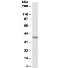 ATF4 Antibody