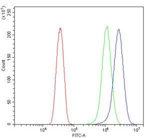 ATG7 Antibody