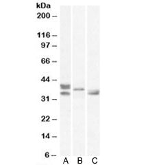 Renalase Antibody