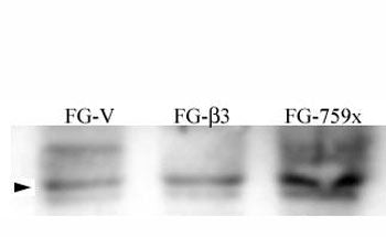 Phospho-Src Antibody (pY215)