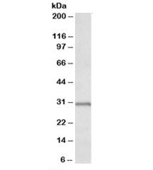 IGFBP1 Antibody