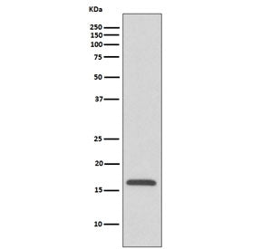 Western blot testing of human HepG2 cell lysate with COX IV antibody. Predicted molecular weight ~20