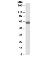 BTD Antibody